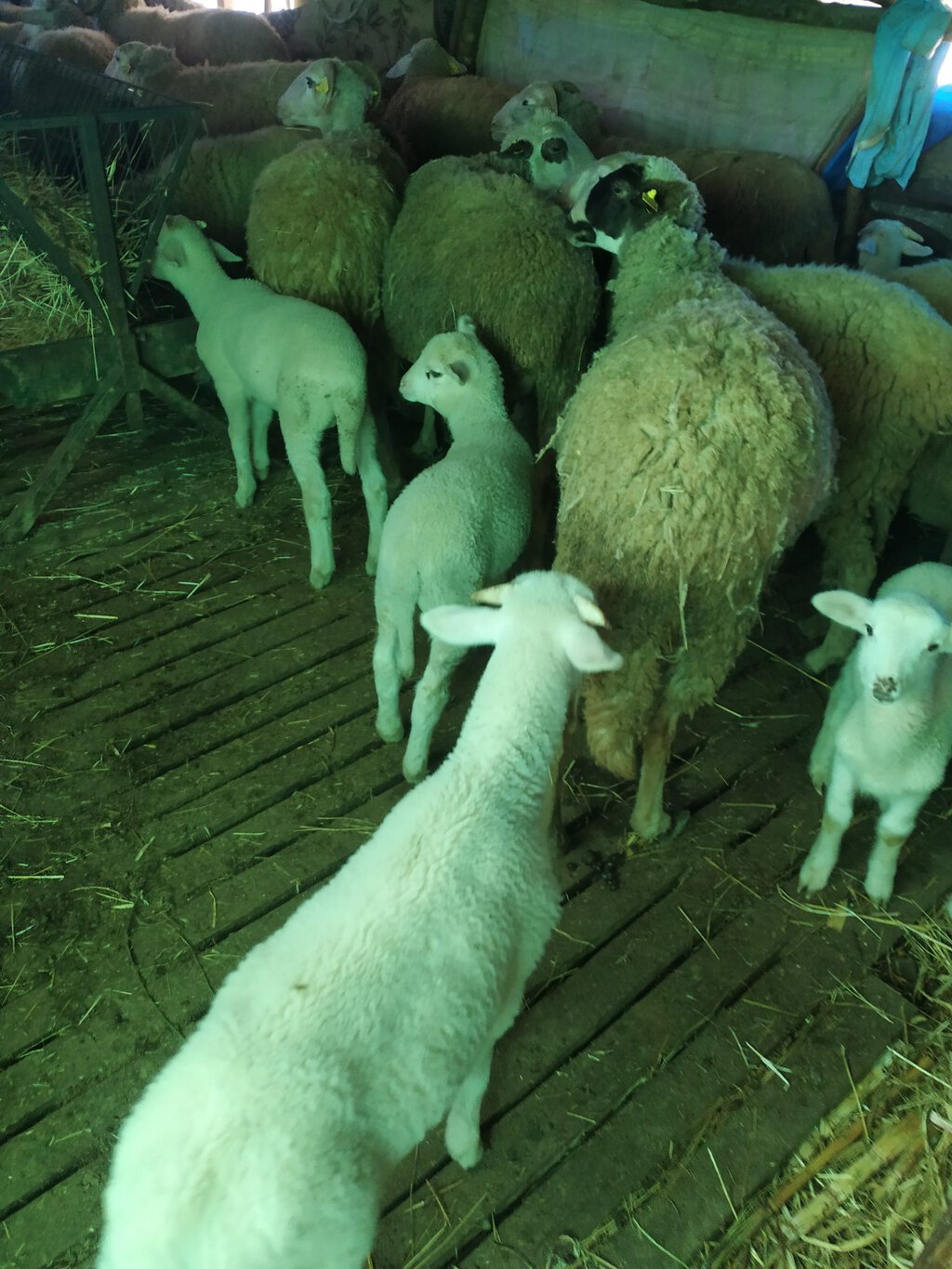 sevgifarm
