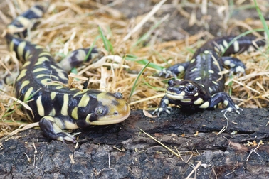 Cosa sono le specie, rapporto tra salmandra ibrida e parentale.