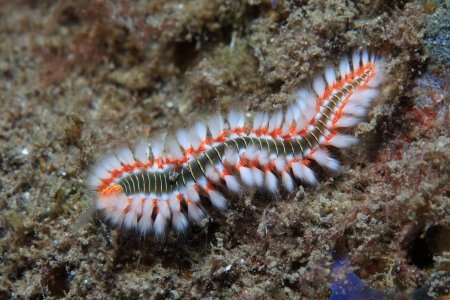 Negli anellidi è molto visibile la metameria, tratto presente anche negli insetti.