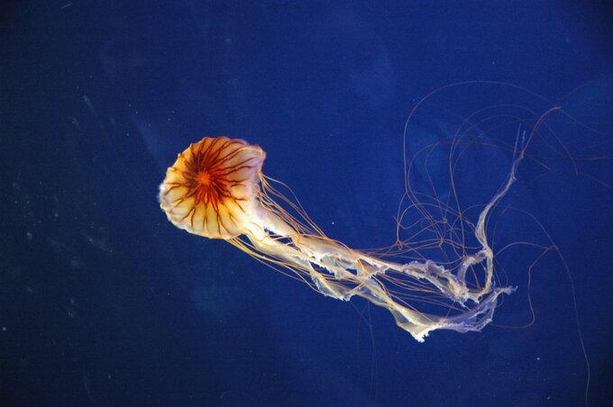 Meduse del Mediterraneo. Chrysaora hysoscella.