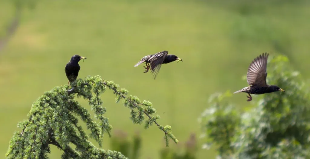 Cosa sono le Specie. Gruppo di