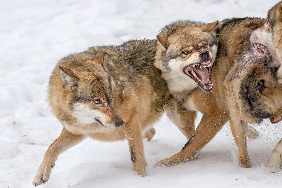 Cosa sono le specie, esemplari di Canis lupus