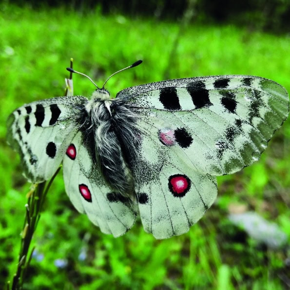 Ordine degli insetti. Parnassius apollo, lepidoptera.