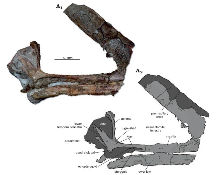 Reperto Kariridraco dianae