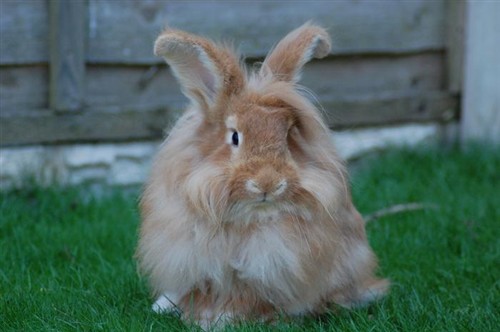 flemmie-lionhead.JPG