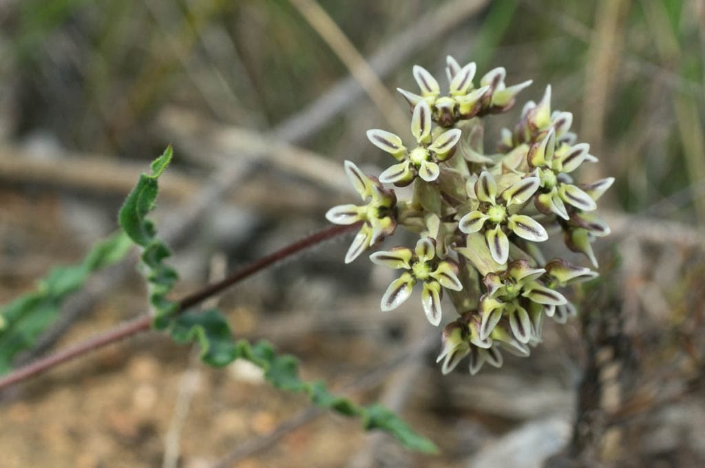 Asclepias crispa (Apocynaceae)