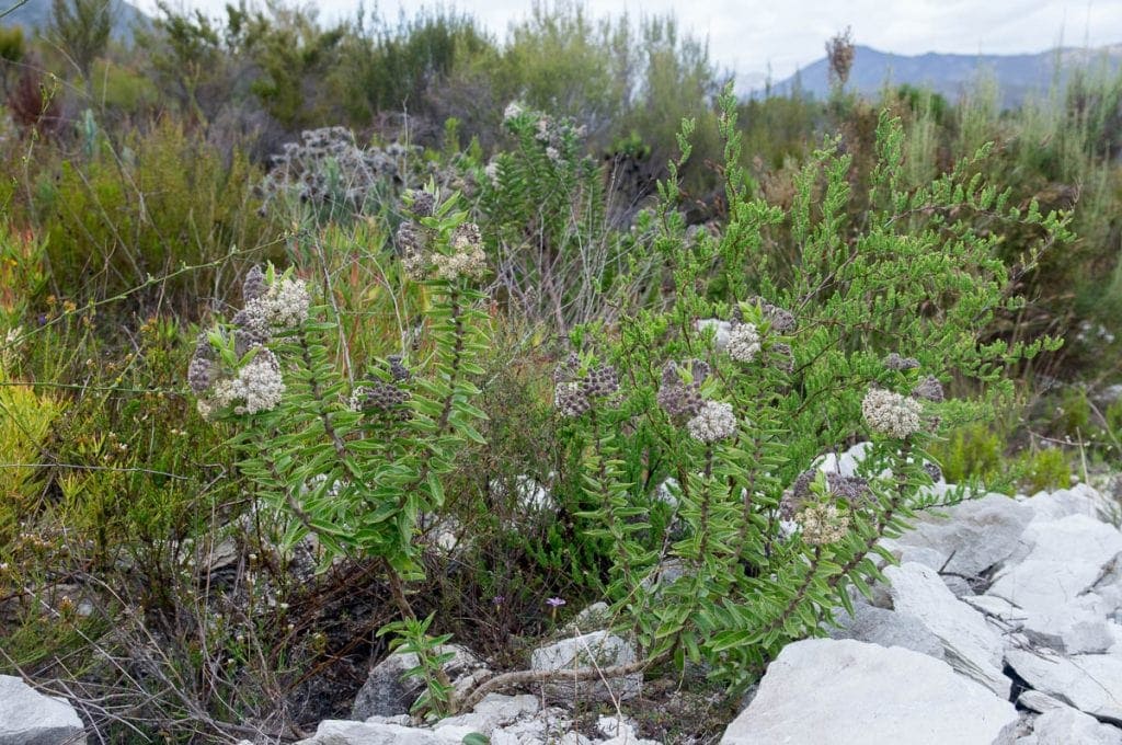 Gomphocarpus cancellatus (Apocynaceae) habit