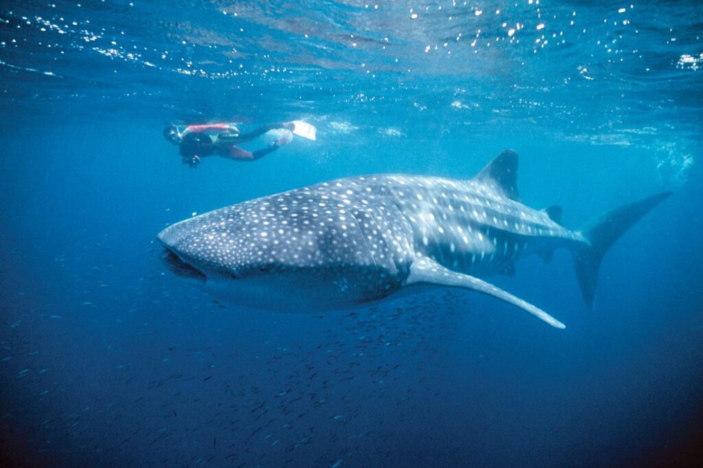 Swim with whale sharks on the Ningaloo Reef