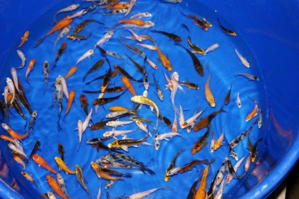 Bisnis Ikan Koi