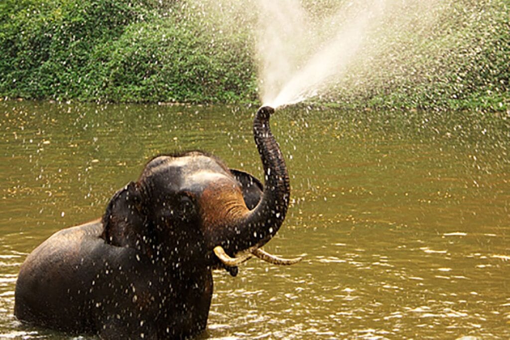 Get to know these gentle giants with Wildlife Friends Foundation Thailand