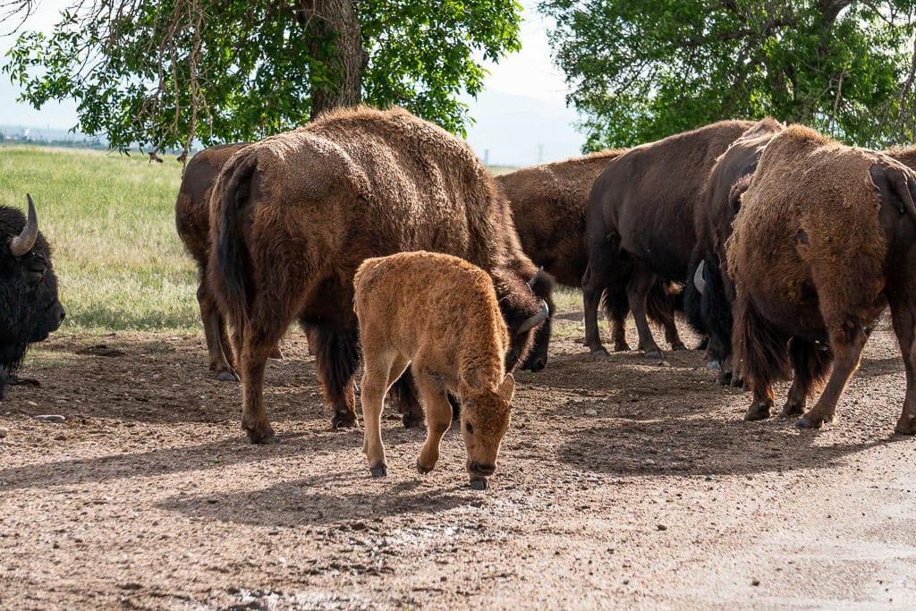 baby bison in heard of bison at rocky mountain aresnal