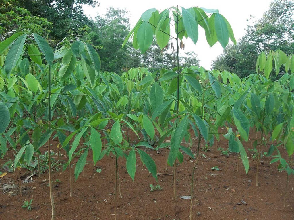 Pembibitan Tanaman Karet
