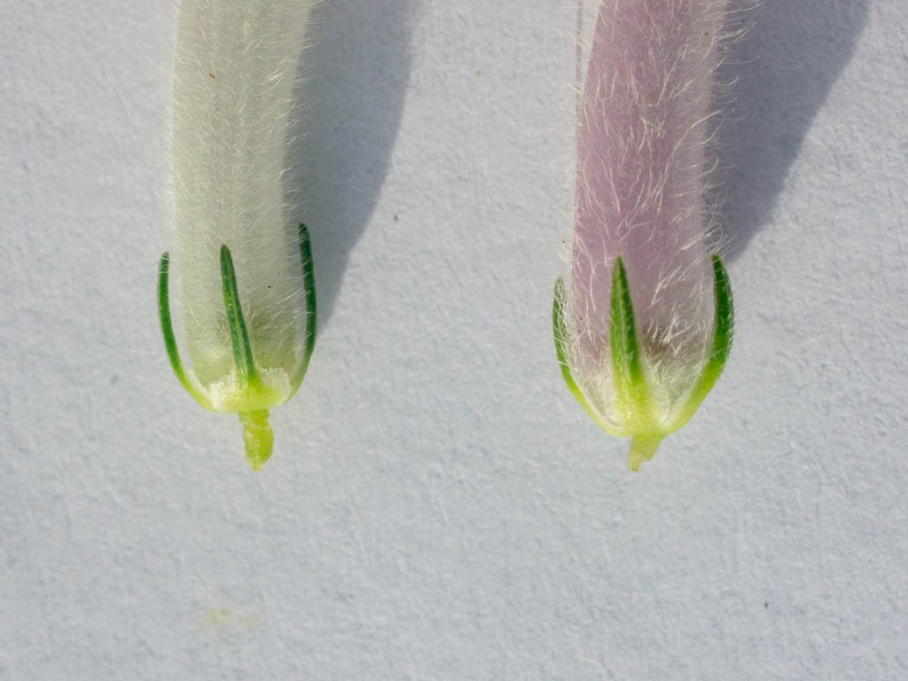 Comparison between Erica perspicua subsp. latifolia and macowanii subsp. lanceolata calyces