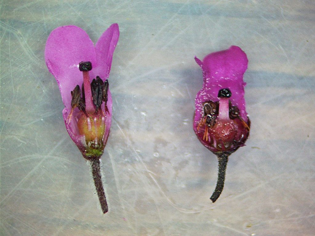 Erica longiaristata and Erica pulchella flowers in cross-section (Ericaceae)