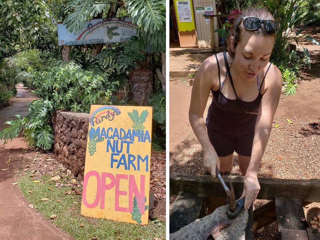 things to do in molokai - macadamia nut farm