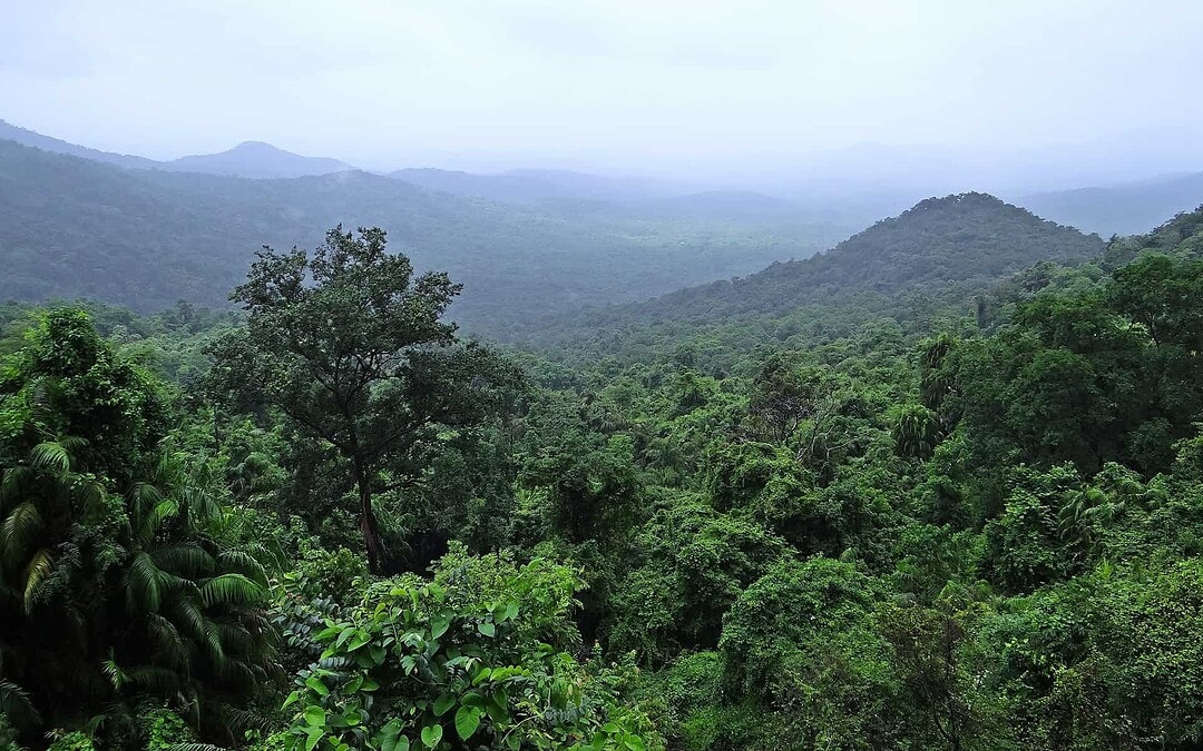Nigeria, Cameroon Cooperate to Save Most Endangered Ape