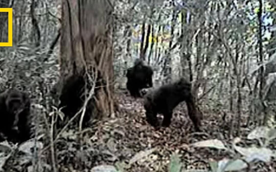 Rare Video of Cross River Gorillas in Cameroon
