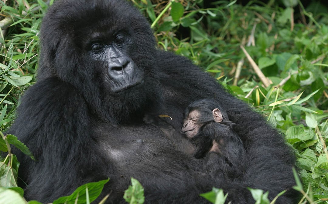 Importance of Ecotourism for Gorilla Conservation