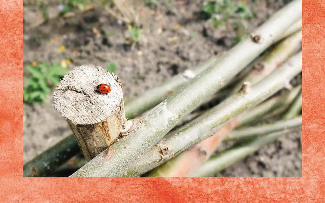 Karakteristieken van Mens en Tuin #7