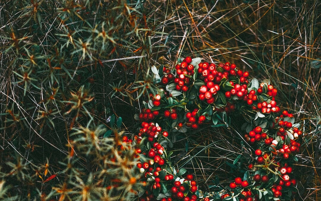 Kerst bij Mens en Tuin
