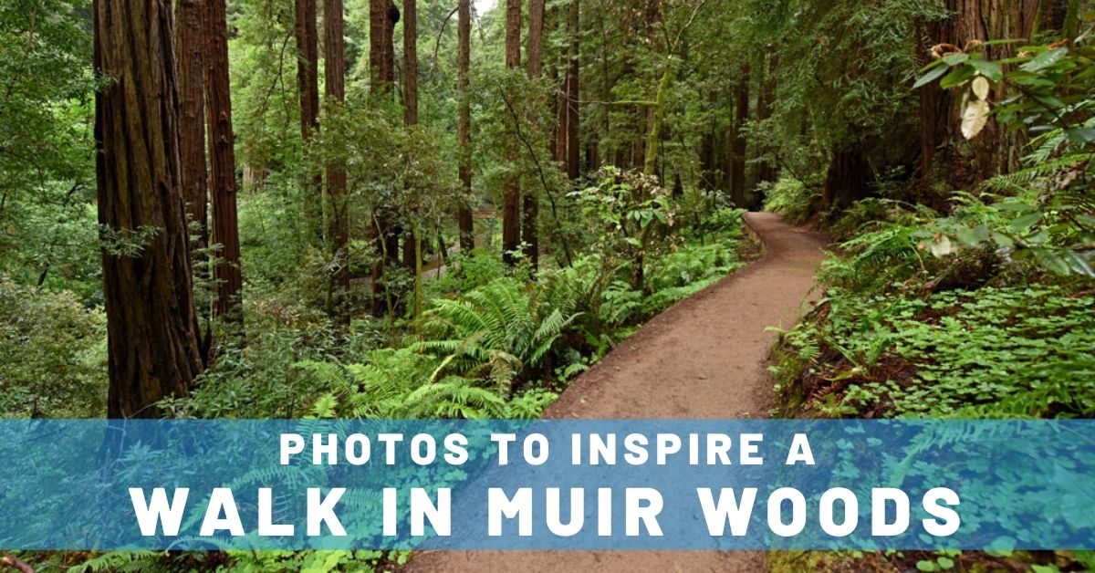 10 Photos to Inspire a Walk in Muir Woods