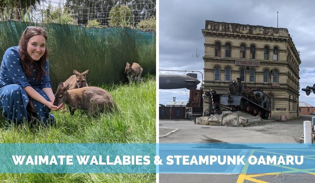 Wallabies in Waimate & Steampunk in Oamaru, NZ