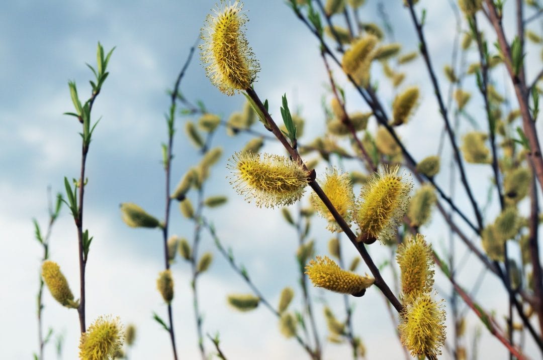 weide_ostern_finnland_willow-2271476_1920