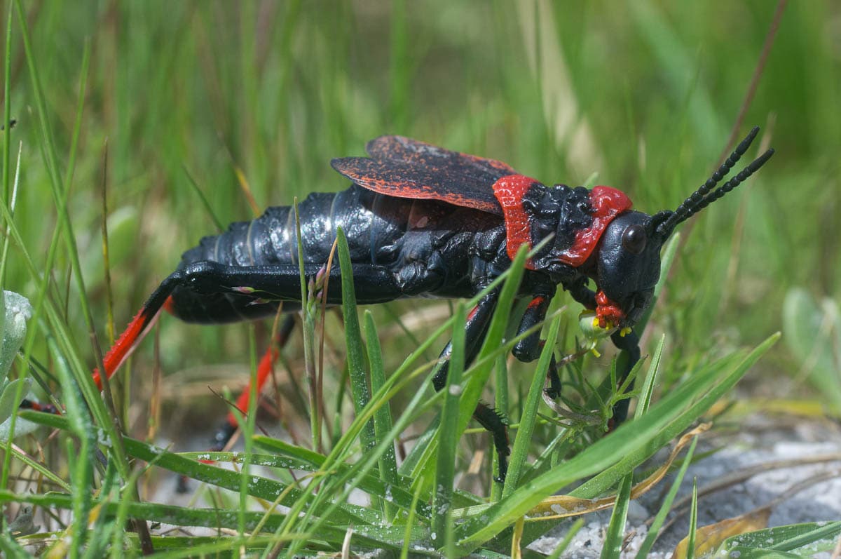 Koppie Foam Grasshopper (Dictyophorus spumans)