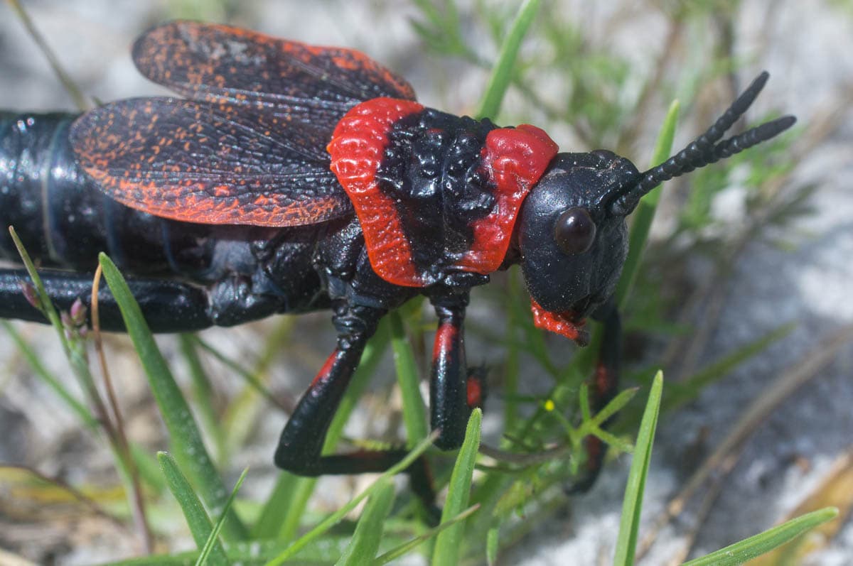 Koppie Foam Grasshopper (Dictyophorus spumans)