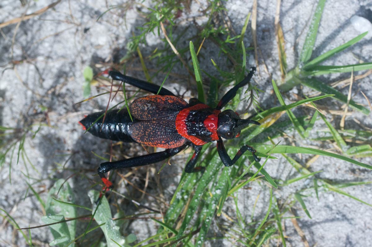 Koppie Foam Grasshopper (Dictyophorus spumans)
