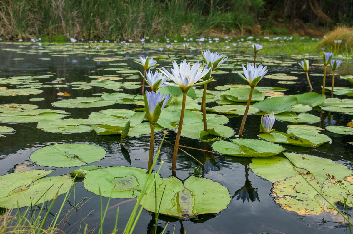 Nymphaea nouchali var. caerulea (Nymphaeaceae) Cape blue waterlily