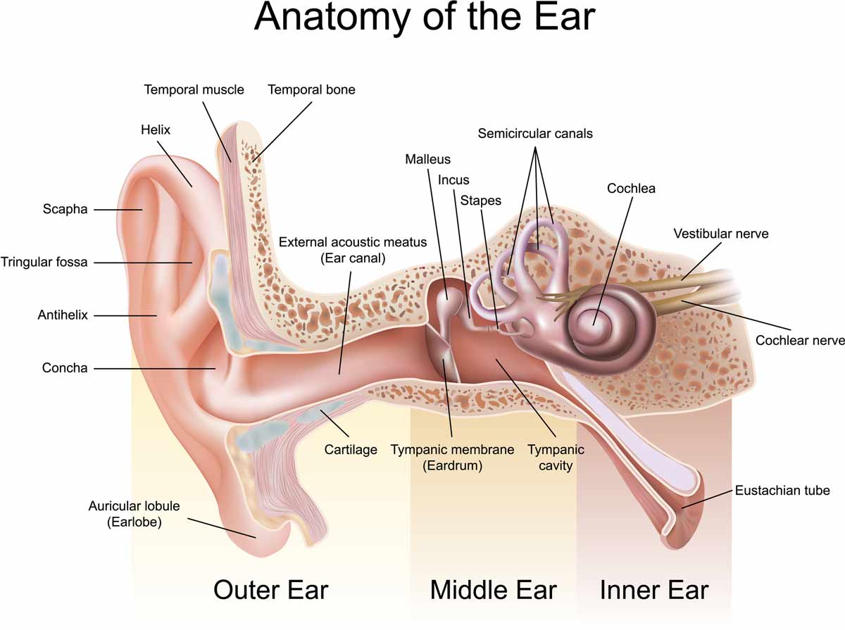anatomyofear