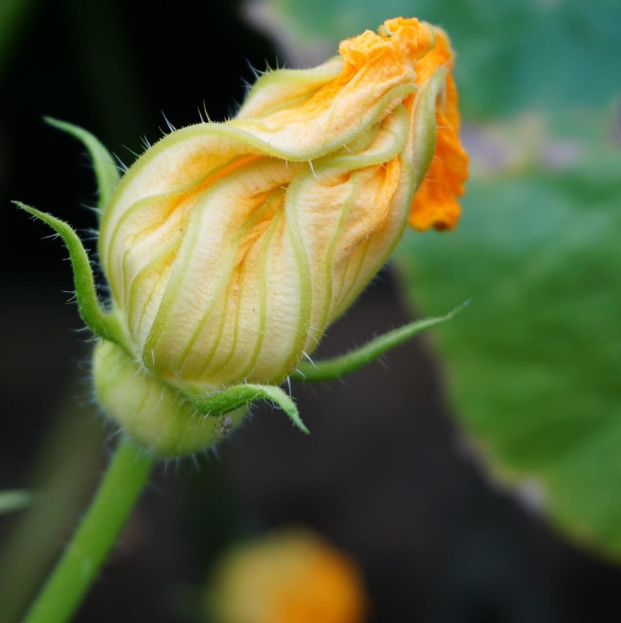 fiore di zucca richiuso