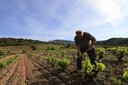 vingård Domaine Jean-Louis Vera