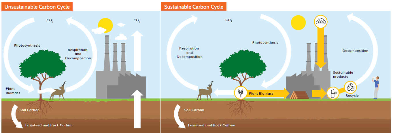 Carbon Cycle