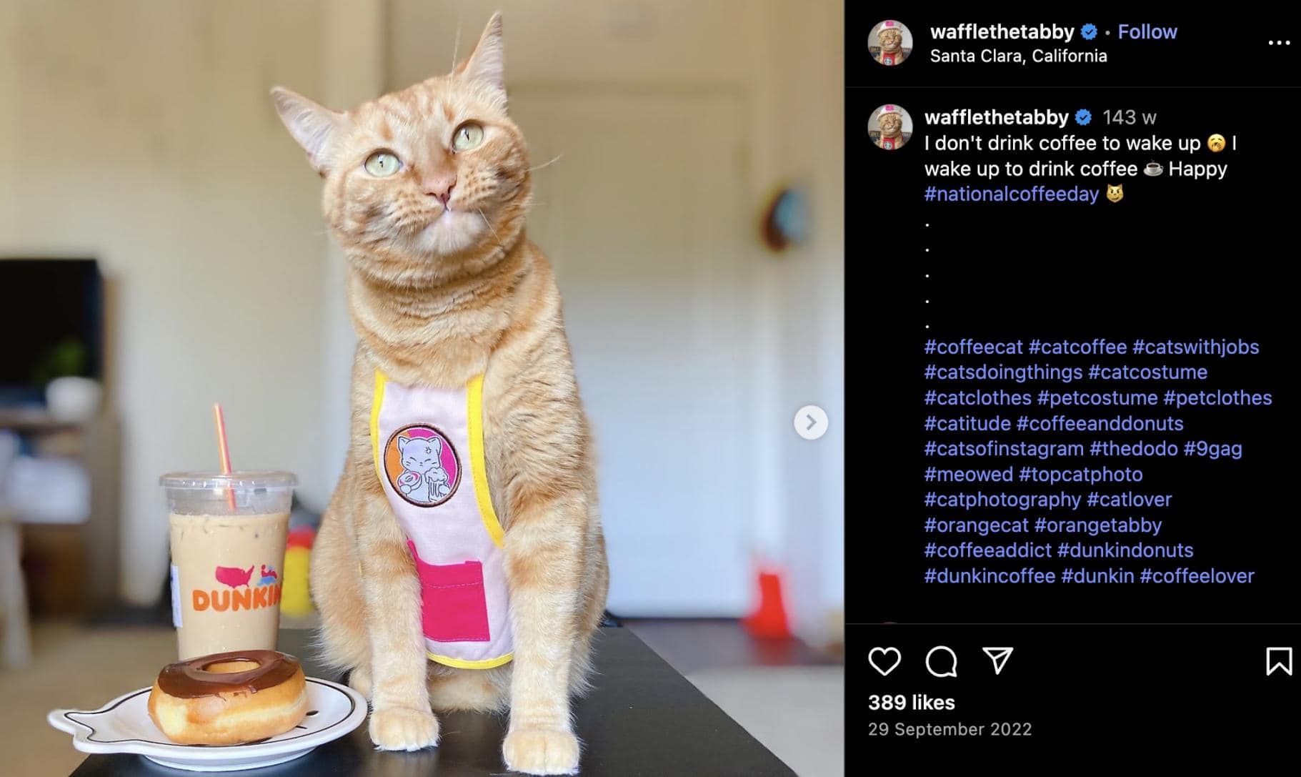 wafflethetabby