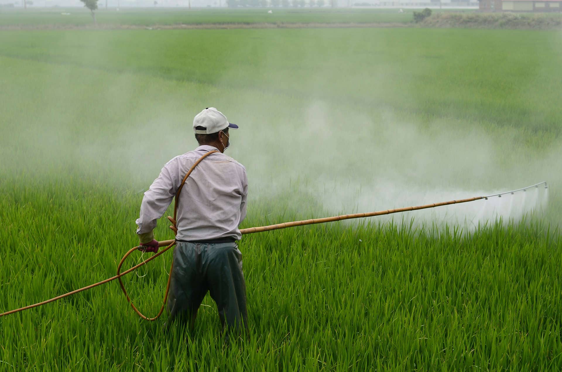 Petani yang menggunakan pestisida di sawah