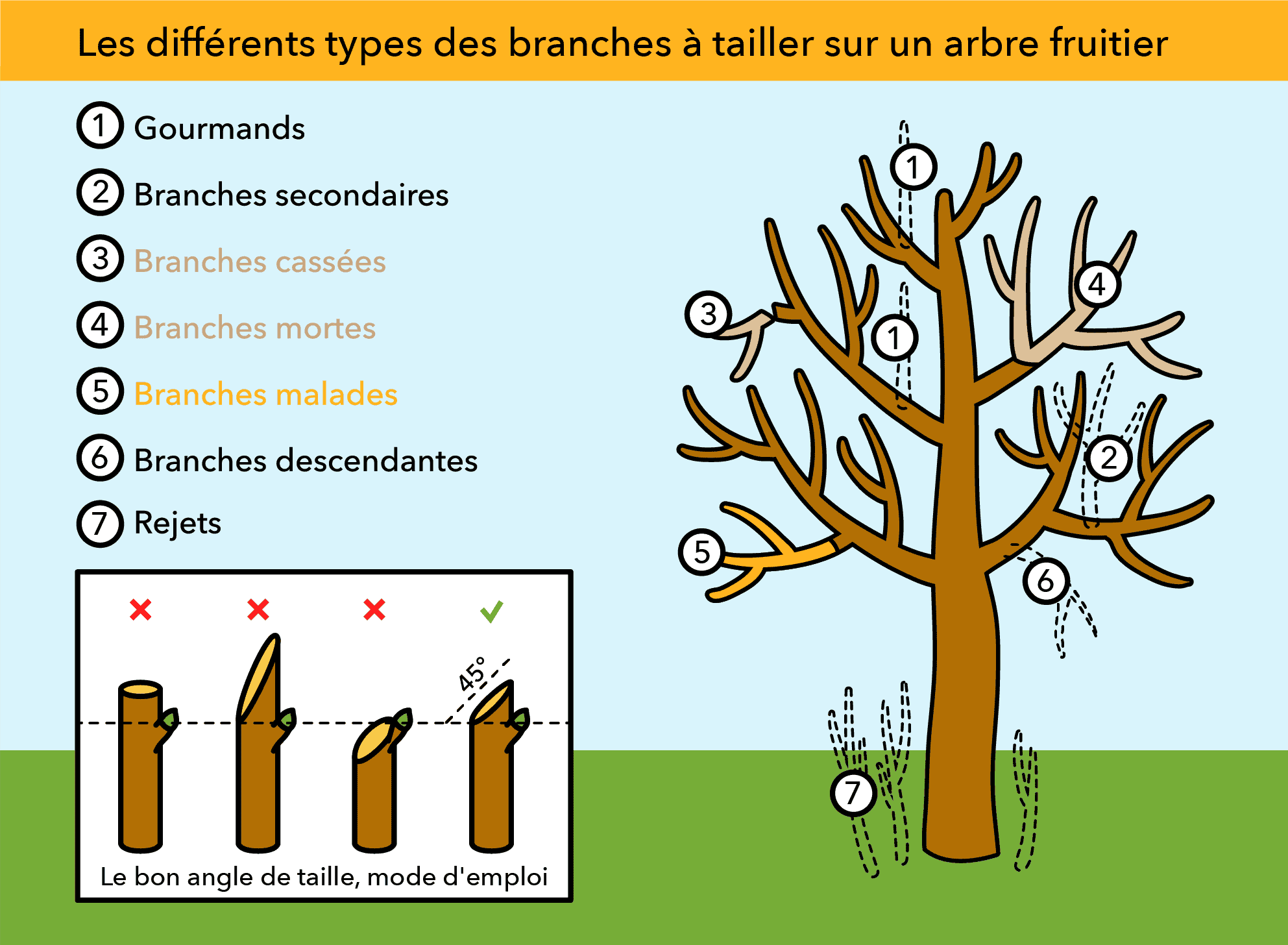 Pourquoi et comment faire la taille d'un arbre fruitier (pommier