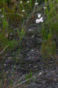 Ixia micrandra (Iridaceae) plant