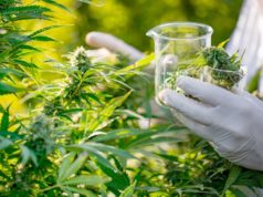 Medical Marijuana Card