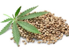 Cannabis Seed