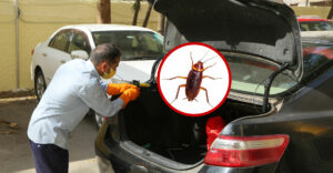 desinsectisation traitement cafard voiture