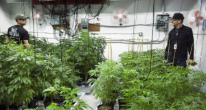 Why Cannabis Tech Companies Should Work with Celebrities