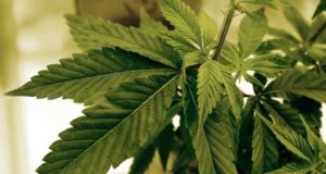 Will Marijuana Legalization Succeed in the Entire Country?