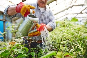 Garten-Wolfuehlen-Tipp-zum-Bau Bei Tipp-zum-Bau erfahren Sie alles wichtige über Pflanzen für Ihr Zuhause.