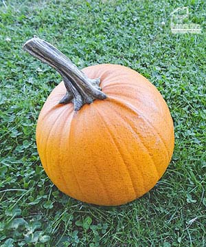 pumpkin with long stem