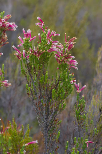 Plant of Erica discolor (Ericaceae)