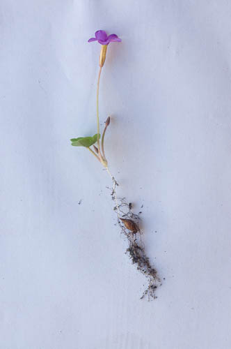 Oxalis eckloniana var. sonderi showing bulb stem and roots