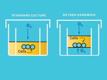 IN7_Sandwich_ox-sandwTx