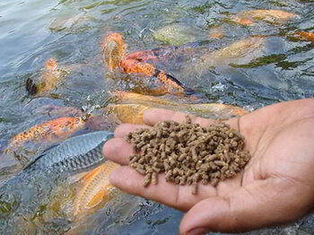 ternak ikan nila merah